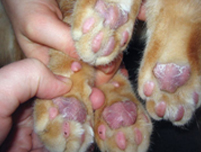 Фото1. Плазмоцитарный пододерматит у 1,5-годовалого кота, поражены все лапы (фото С.Беловой)