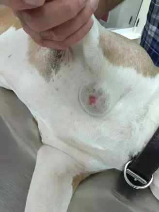Как выглядит рак кожи у собак