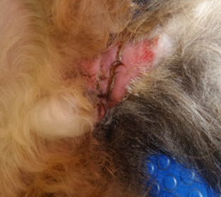 Эозинофильный синдром у кошек лечение в домашних условиях thumbnail