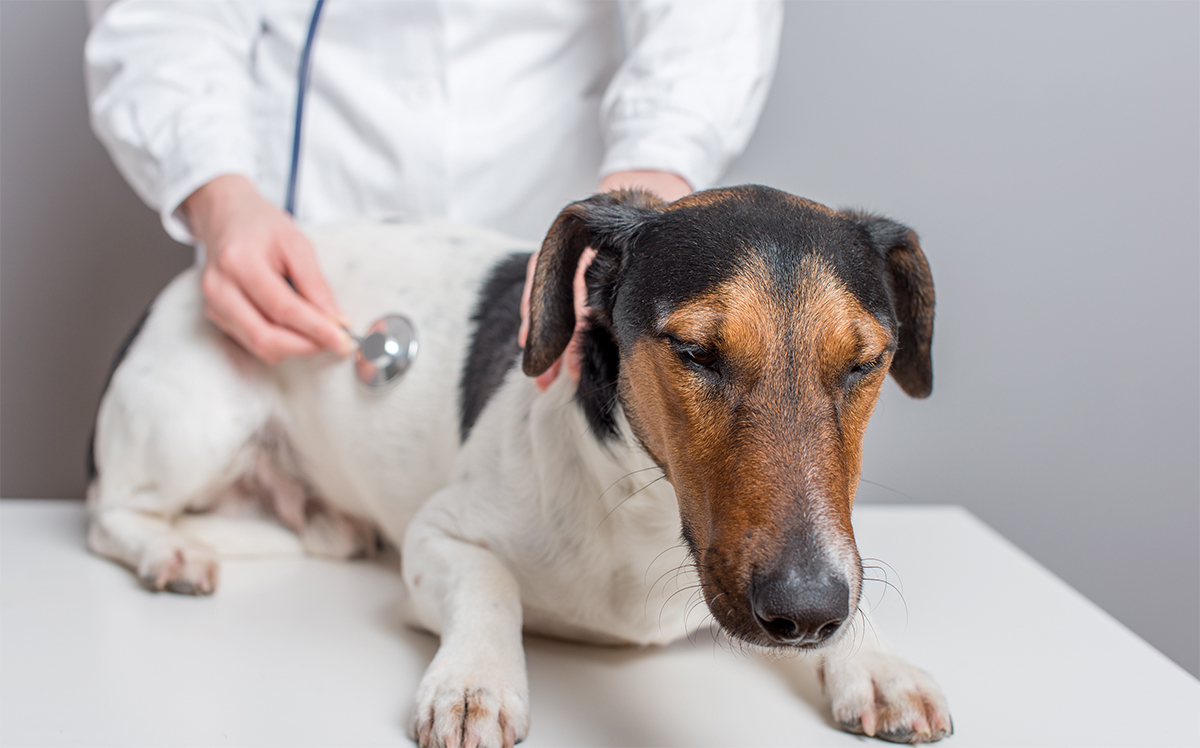 Лечение хронического бронхита у собаки