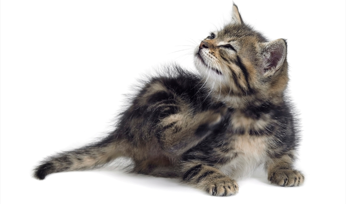 Блохи у кошек лечение в домашних условиях