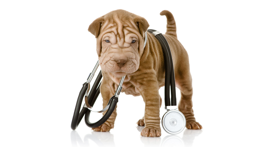 Показатели артериального давления у собак
