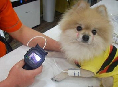 Показатели артериального давления у собак