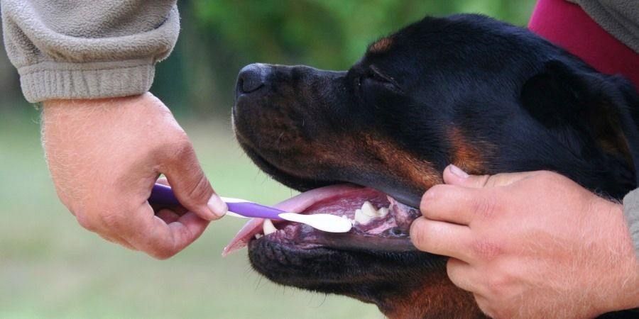 Если у собаки болит зуб симптомы и лечение