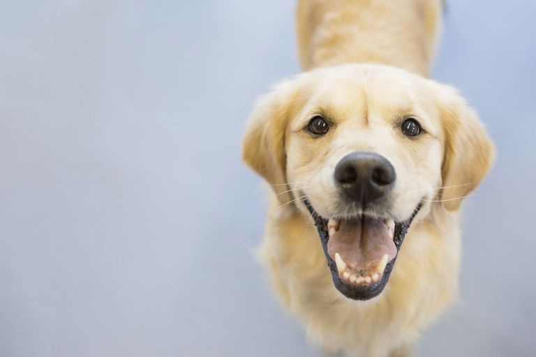Как вылечить зубы у собаки в домашних условиях