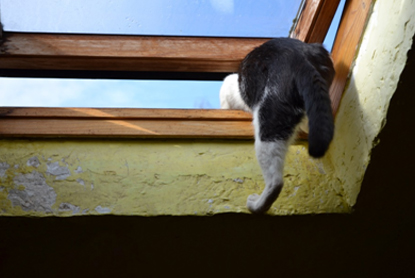 Синдром длительного сдавливания у кошек