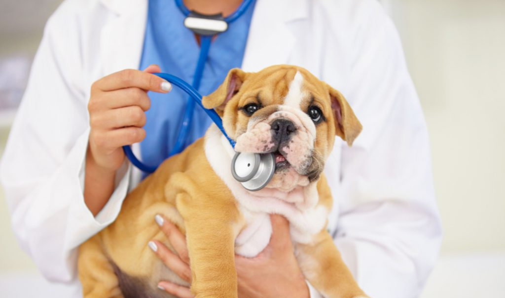 Что необходимо щенку перед прививкой