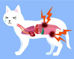Травка от мочекаменной болезни для котов