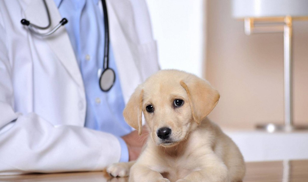 Перед первой прививкой щенка можно кормить