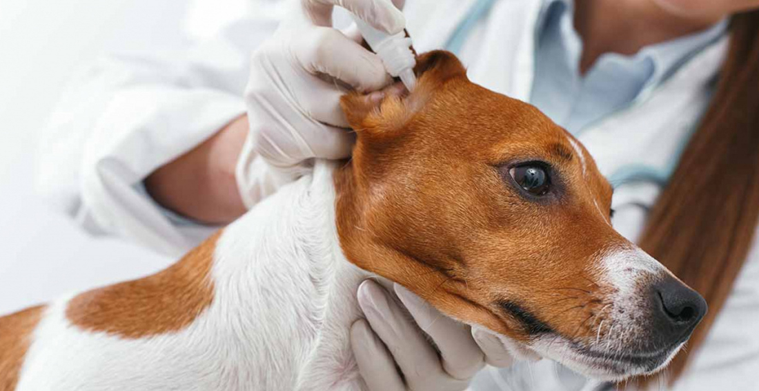Лечение отита у собак софрадексом