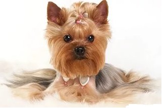 Эндокардиоз. Что это?