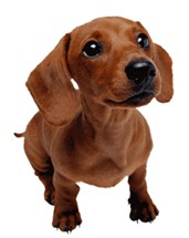 Эндокардиоз. Что это?