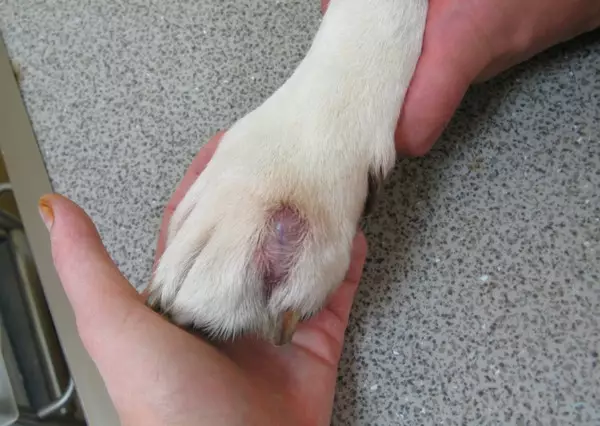 Межпальцевый дерматит у собак – клиника Свой Доктор