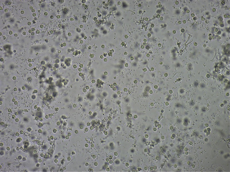 Статья Владельцам. Диагностика пиелонефрита. Что нужно знать владельцам?