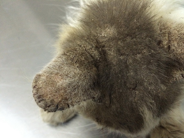 Нотоэдроз кошек