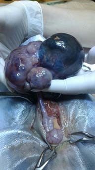 поликистоз яичников у морской свинки