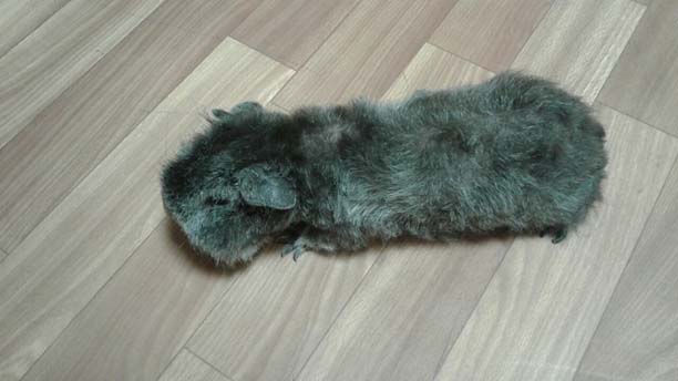 поликистоз яичников у морской свинки