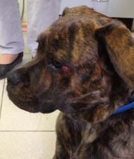 гистиоцитома