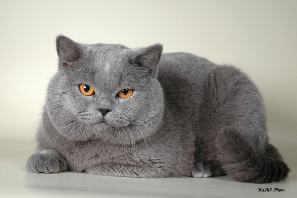 Сертификат 	патологии сердца	 