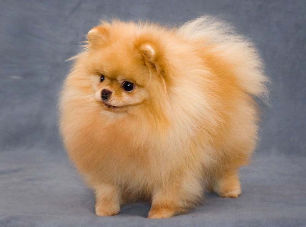 Сертификат 	патологии сердца	 