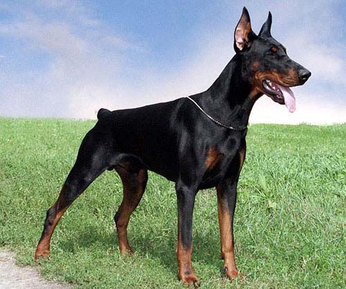 Сертификат 	патологии сердца