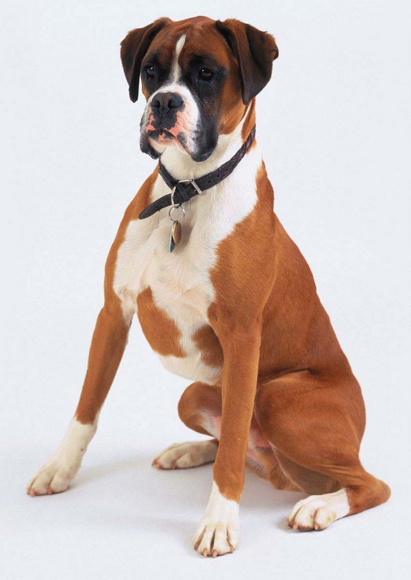 Сертификат 	патологии сердца	 