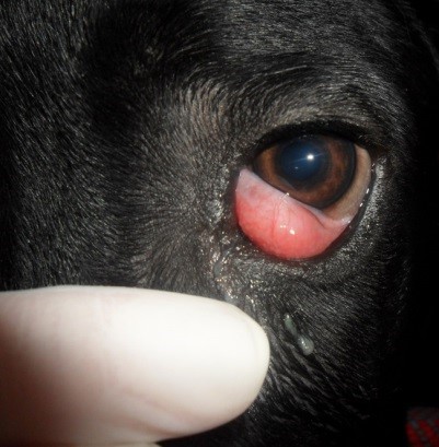Статья для Владельцев. На приеме ветеринарного врача-офтальмолога. Выпадение железы третьего века