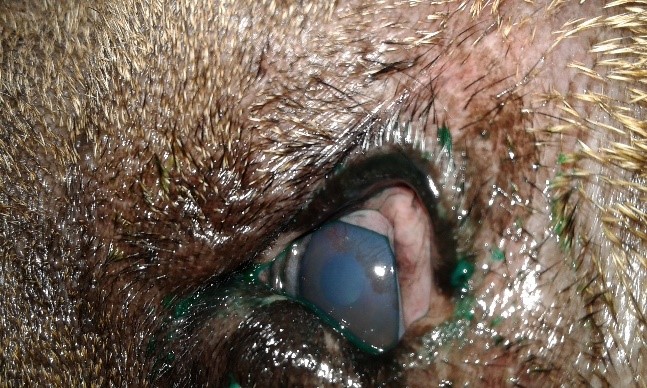 Статья для Владельцев. На приеме ветеринарного врача-офтальмолога. Хр. кератит вследствие заворота век