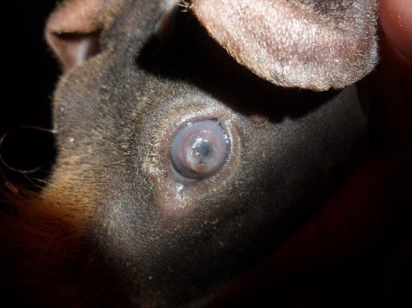 Статья для Владельцев. На приеме ветеринарного врача-офтальмолога. Расплавляющая язва роговицы мор. свинка. До лечения