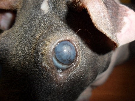 Статья для Владельцев. На приеме ветеринарного врача-офтальмолога. Расплавляющая язва роговицы мор. свинка. После лечения