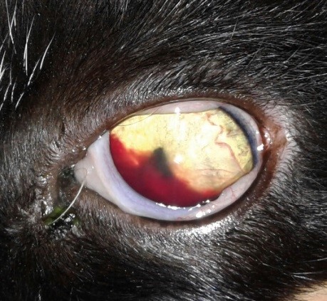 Статья для Владельцев. На приеме ветеринарного врача-офтальмолога.