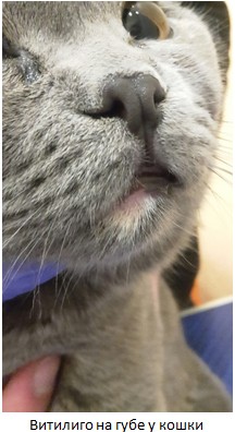 Свой Доктор. Статья для Владельцев. Узоры