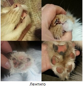 Свой Доктор. Статья для Владельцев. Узоры Свой Доктор. Статья для Владельцев. Узоры