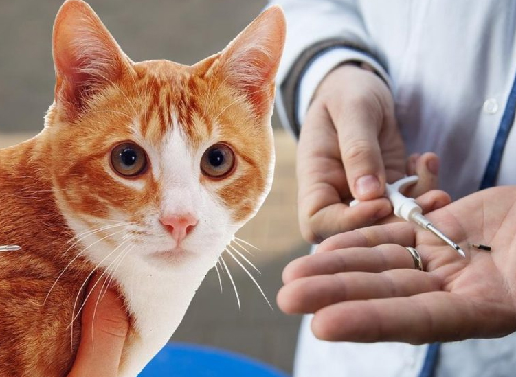 Чипирование кошек по низким ценам в Москве - ветклиника «Свой доктор» в  Мытищах