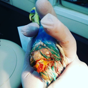 Липома у волнистого попугайчика, обусловленная появлением новообразования на семеннике и надпочечнике