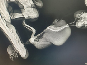 Асцит у самки волнистого попугайчика, вызванный поликистозом яичника и гиперплазией яйцевода