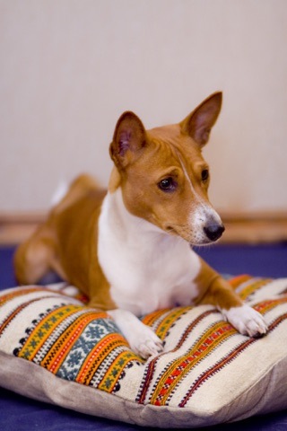 Особенности у собак породы Басенджи