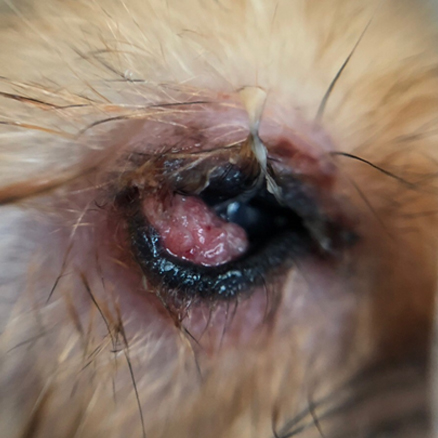 Глазная патология у хомяка, описание клинического случая