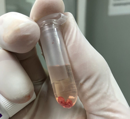 Глазная патология у хомяка, описание клинического случая