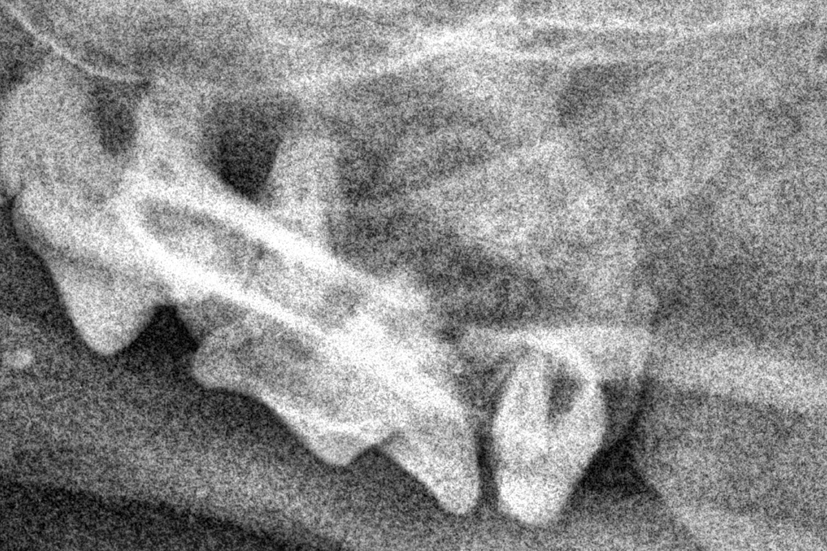 Кошка британская, рентген