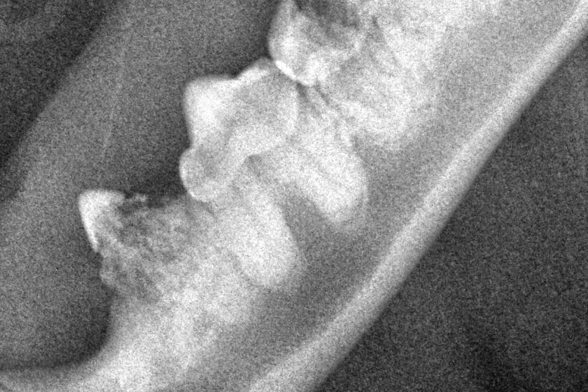 Кошка британская, рентген