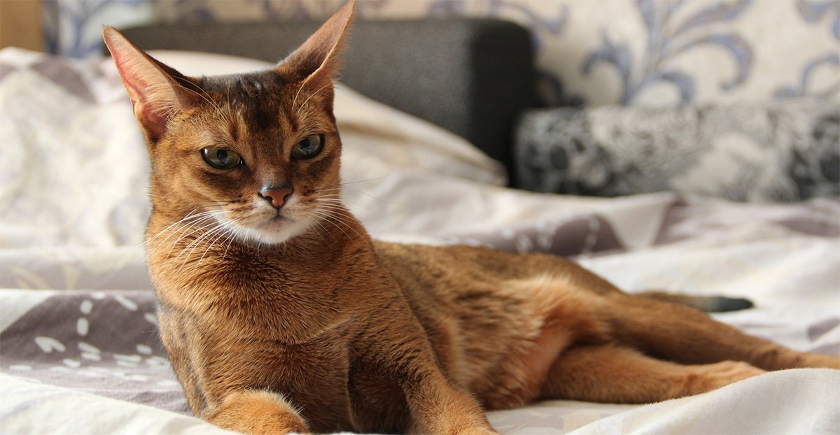 «Солнечный кот», или все про здоровье абиссинской кошки