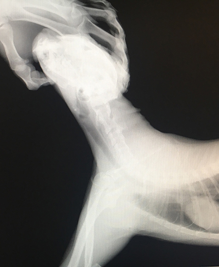 Снимки выполнены в боковом положении, а также на спине, которые не выявили явных признаков воспаления, а также наличия рентгенокотрастных инородных предметов.