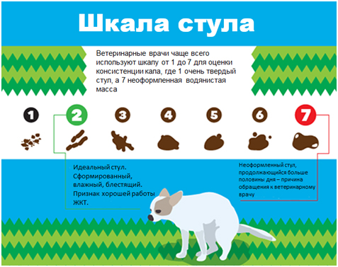 Молодого йорка рвёт с кровью, чёрный стул и анемия
