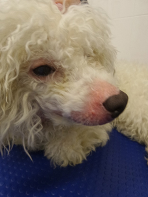 Необычные проявления дерматофитии у собак