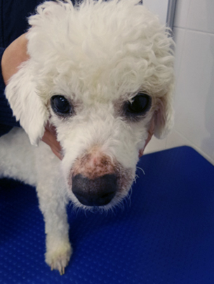 На фото собака через 4 недели лечения Ирунином.