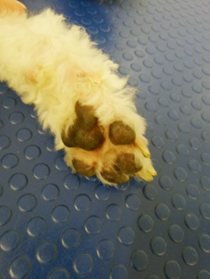 На фото собака через 4 недели лечения Ирунином.