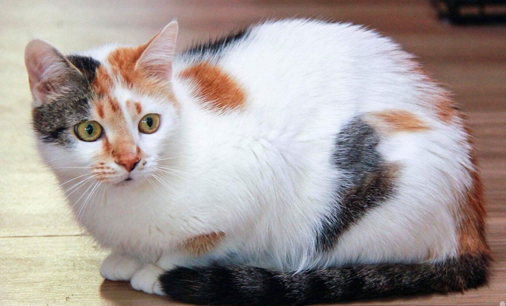 Британская Кошка Черепаховый Окрас Фото