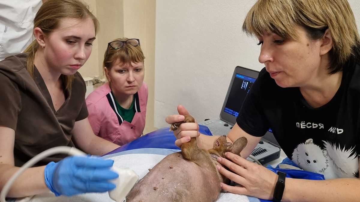 Приглашаем специалистов принять участие в образовательных программах, проводимых на базе ИВЦ МВА и Международной Ветеринарной Академии