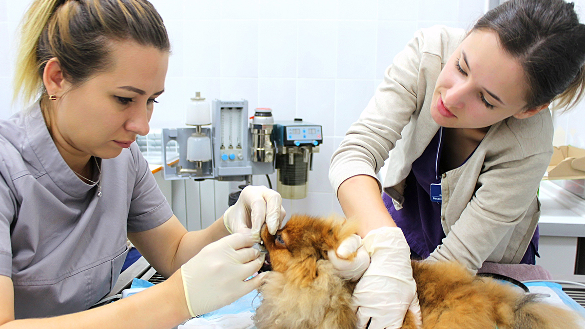 Отделение ветеринарной стоматологии — Филиал Уссурийск